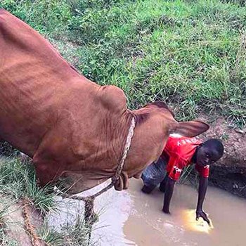 Acqua da bere condivisa con gli animali